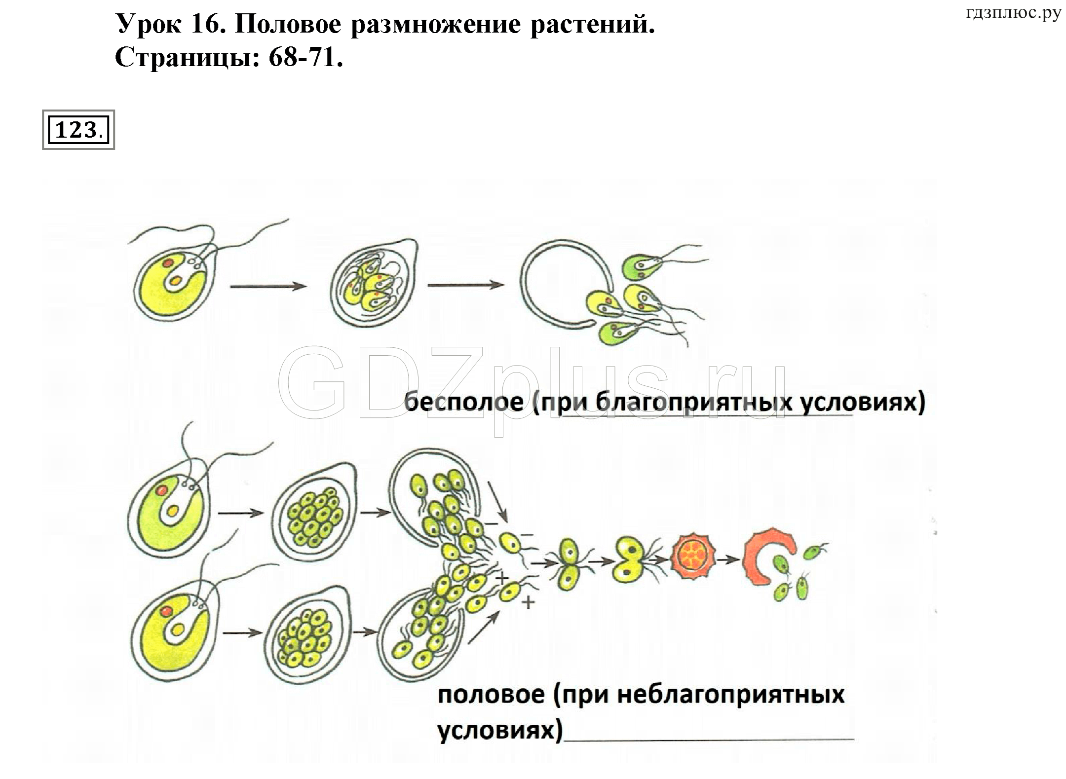 Схема полового размножения растений 6 класс